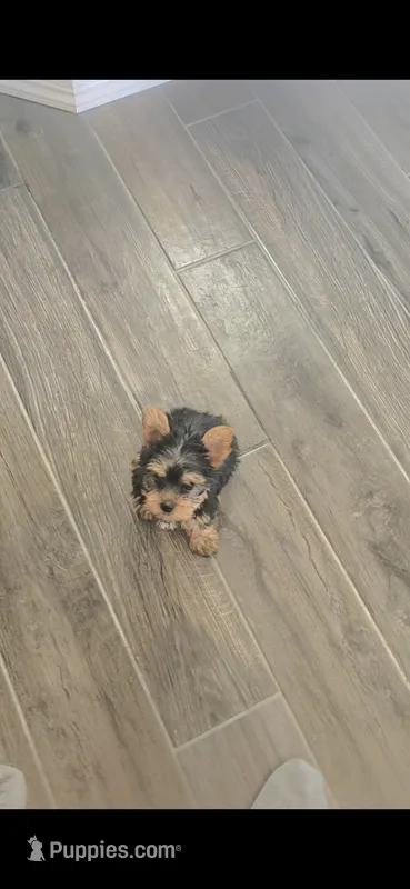 Spike (Mini size) – Yorkshire Terrier puppy for sale in Menifee, CA