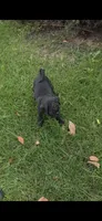 Lucy, a female Pug for sale in Menifee, CA – 7 of 8