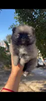 Browny, a male Pomeranian for sale in Menifee, CA – 3 of 4