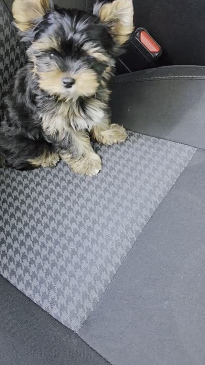 Max, a male Yorkshire Terrier for sale in Menifee, CA – 7 of 7