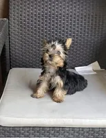 Tucker, a male Yorkshire Terrier for sale in Menifee, CA – 1 of 4