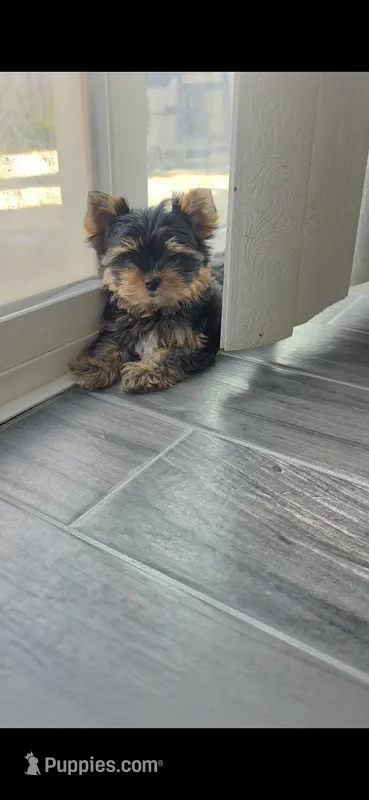 Coco (Mini size) – Pomeranian puppy on hold in Menifee, CA