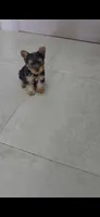 Cooper, a male Yorkshire Terrier for sale in Menifee, CA – 4 of 4