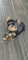Coco (Mini size), a male Pomeranian for sale in Menifee, CA – 2 of 9