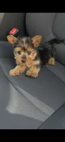 Rocky, a male Yorkshire Terrier for sale in Menifee, CA – 6 of 6