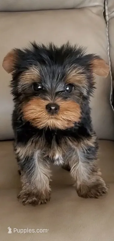 Ruffo – Yorkshire Terrier puppy for sale in Menifee, CA