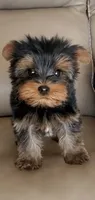 Ruffo, a male Yorkshire Terrier for sale in Menifee, CA – 1 of 6