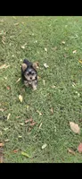 Sizi (Mini size), a male Yorkshire Terrier for sale in Menifee, CA – 7 of 9