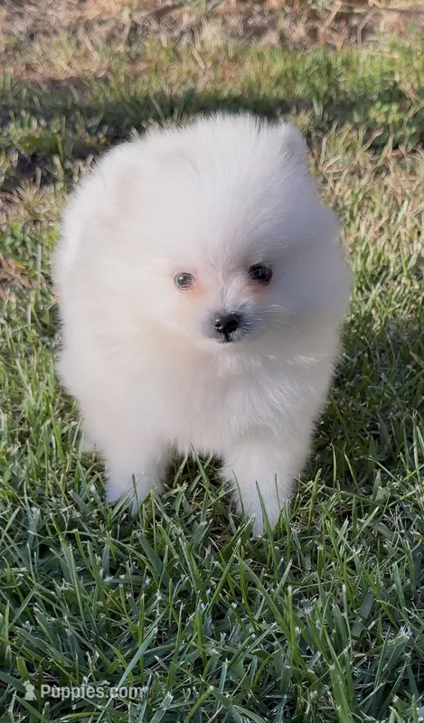 Snowflake  – Pomeranian puppy for sale in Menifee, CA
