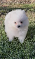Snowflake , a male Pomeranian for sale in Menifee, CA – 1 of 5