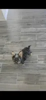 Bobby, a male Yorkshire Terrier for sale in Menifee, CA – 2 of 4