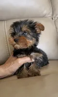 Ruffo, a male Yorkshire Terrier for sale in Menifee, CA – 2 of 6