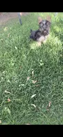 Tobby (Mini size), a male Yorkshire Terrier for sale in Menifee, CA – 4 of 5