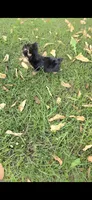 Pixie (Teacup), a female Yorkshire Terrier for sale in Menifee, CA – 6 of 9