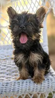 Tobby, a male Yorkshire Terrier for sale in Menifee, CA – 3 of 3