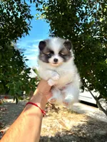 Teddy, a male Pomeranian for sale in Menifee, CA – 4 of 4