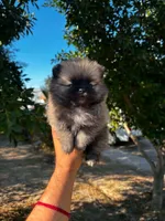 Browny, a male Pomeranian for sale in Menifee, CA – 2 of 4