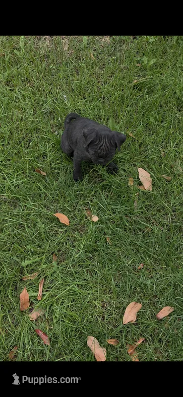 Lucy – Pug puppy for sale in Menifee, CA