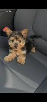 Rocky, a male Yorkshire Terrier for sale in Menifee, CA – 3 of 6