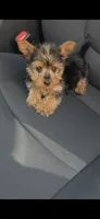 Rocky, a male Yorkshire Terrier for sale in Menifee, CA – 4 of 6