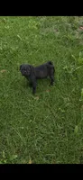 Lucy, a female Pug for sale in Menifee, CA – 5 of 8