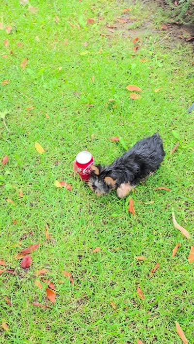 Sizi (Mini size), a male Yorkshire Terrier for sale in Menifee, CA – 9 of 9