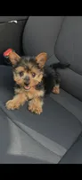 Rocky, a male Yorkshire Terrier for sale in Menifee, CA – 1 of 6
