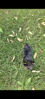 Pixie (Teacup), a female Yorkshire Terrier for sale in Menifee, CA – 3 of 9