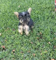 Tiny, a male Yorkshire Terrier for sale in Menifee, CA – 2 of 4