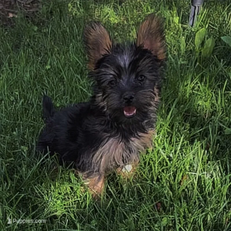 Tobby – Yorkshire Terrier puppy for sale in Menifee, CA