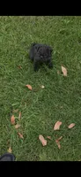 Lucy, a female Pug for sale in Menifee, CA – 3 of 8