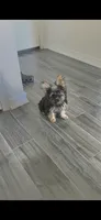 Bobby, a male Yorkshire Terrier for sale in Menifee, CA – 3 of 4