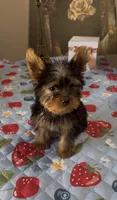 Oliver, a male Yorkshire Terrier for sale in Menifee, CA – 4 of 4