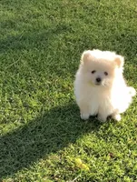 Teddy , a male Pomeranian for sale in Menifee, CA – 1 of 4