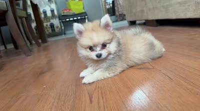 Coco, a male Pomeranian for sale in Menifee, CA – 2 of 7