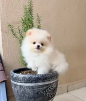 Snow , a male Pomeranian for sale in Menifee, CA – 2 of 4