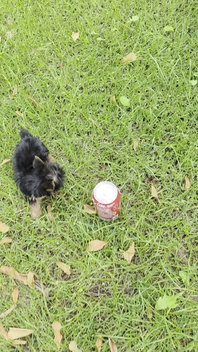 Pixie (Teacup), a female Yorkshire Terrier for sale in Menifee, CA – 9 of 9