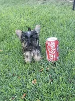 Tiny, a male Yorkshire Terrier for sale in Menifee, CA – 1 of 4