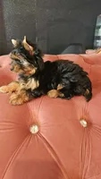 Zizzy, a male Yorkshire Terrier for sale in Menifee, CA – 3 of 6