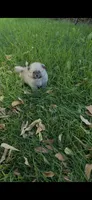 Hana (Teacup), a female Pomeranian for sale in Menifee, CA – 6 of 8