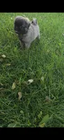 Daisy, a female Pug and Yorkshire Terrier for sale in Menifee, CA – 3 of 8