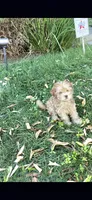Charles, a male Poodle - Toy  for sale in Menifee, CA – 2 of 5