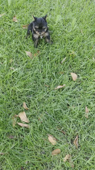 Tucker, a male Yorkshire Terrier for sale in Menifee, CA – 6 of 6
