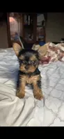 Daisy, a female Yorkshire Terrier for sale in Menifee, CA – 4 of 5