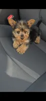 Rocky, a male Yorkshire Terrier for sale in Menifee, CA – 2 of 6