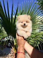 Cooper, a male Pomeranian for sale in Menifee, CA – 4 of 5