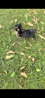 Pixie (Teacup), a female Yorkshire Terrier for sale in Menifee, CA – 5 of 9