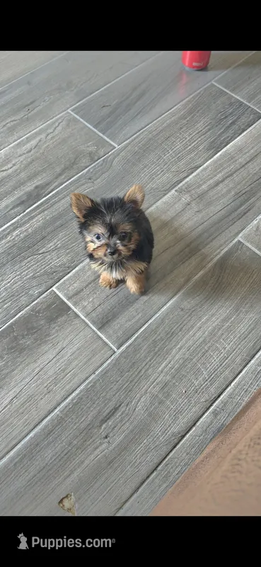 Pixie (Teacup) – Yorkshire Terrier puppy for sale in Menifee, CA