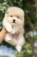 Ed, a male Pomeranian for sale in Menifee, CA – 3 of 4