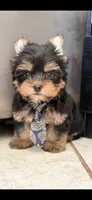 Charles, a male Yorkshire Terrier for sale in Menifee, CA – 3 of 3